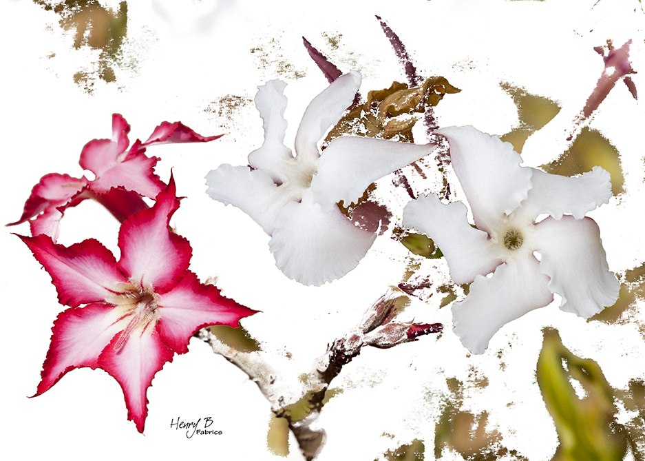 impala-lily-placemat-5